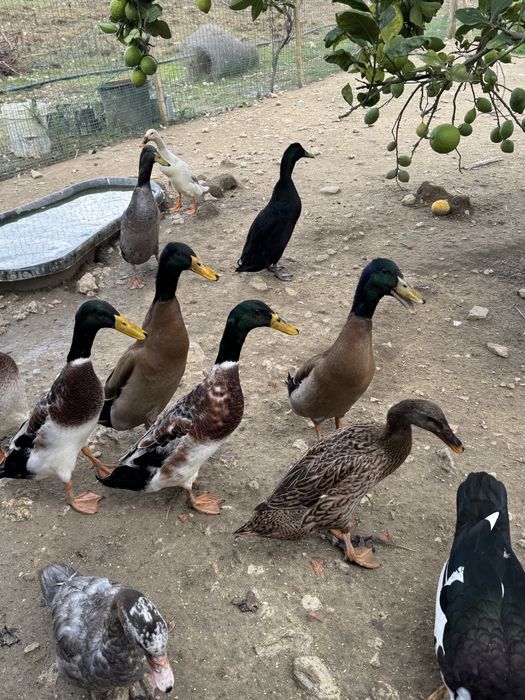 Patos corredores indianos