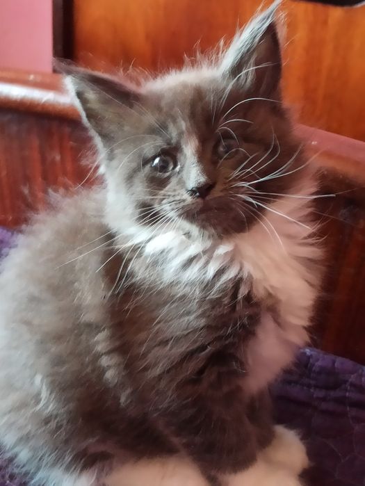 Сестрички із розплідника готові до переїзду