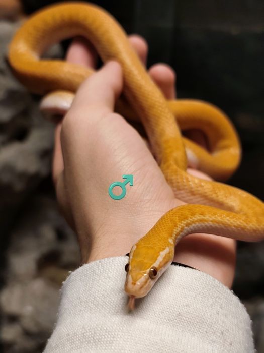 Wąż mahoniowy hybryda het black het albino t- jak wąż zbożowy