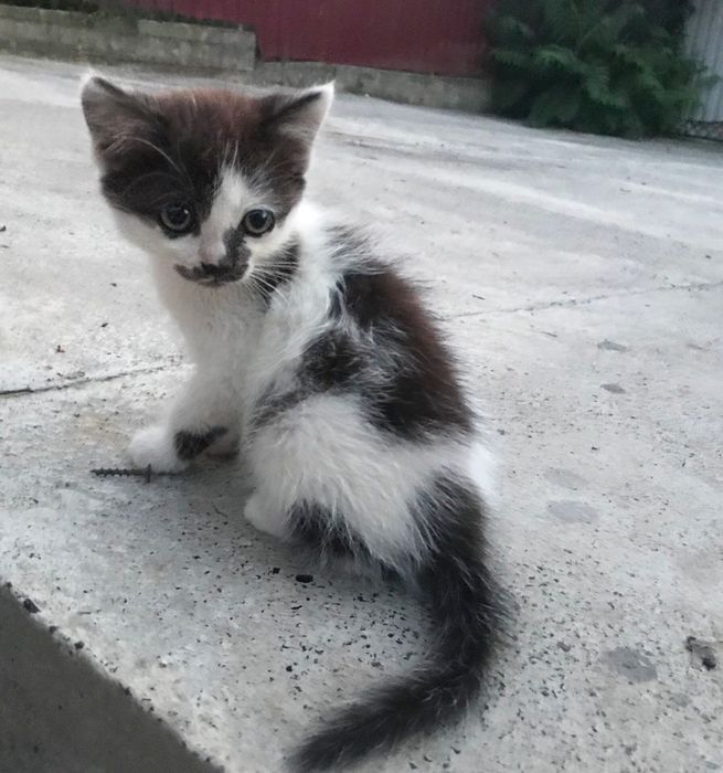 Кошенята шукають родину