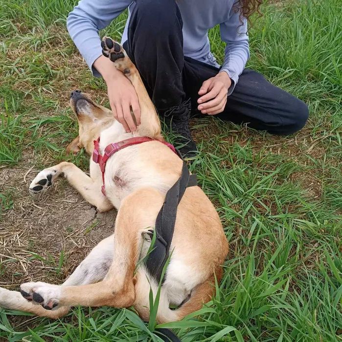 Novel - dziarskie, biszkoptowe cudo do adopcji!