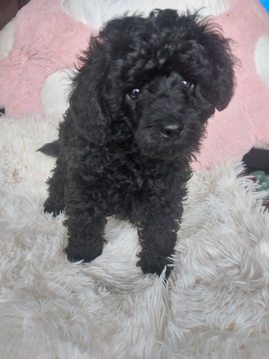 Piękny chlopak czarny pudel miniaturowy FCI