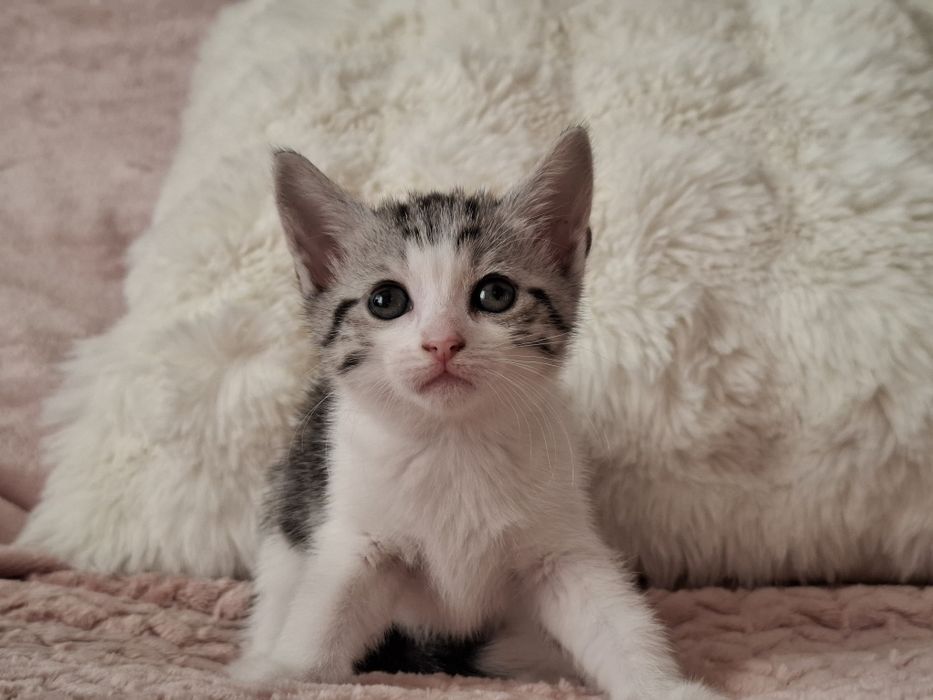 Кошенята в люблячі руки