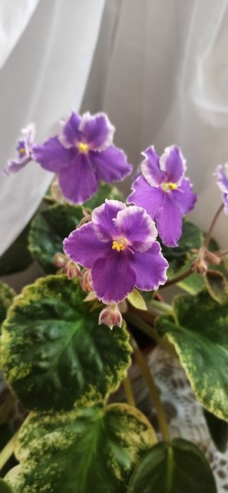 Свежесрезаный лист фиалки