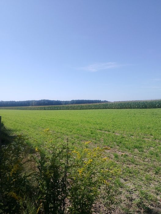 Kukurydza na kiszonkę 7ha