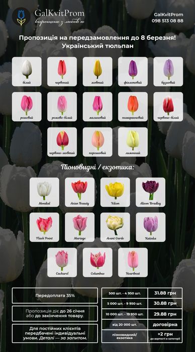 Заголовок: Тюльпани оптом Ужгород | Місцевий тюльпан | Голландський