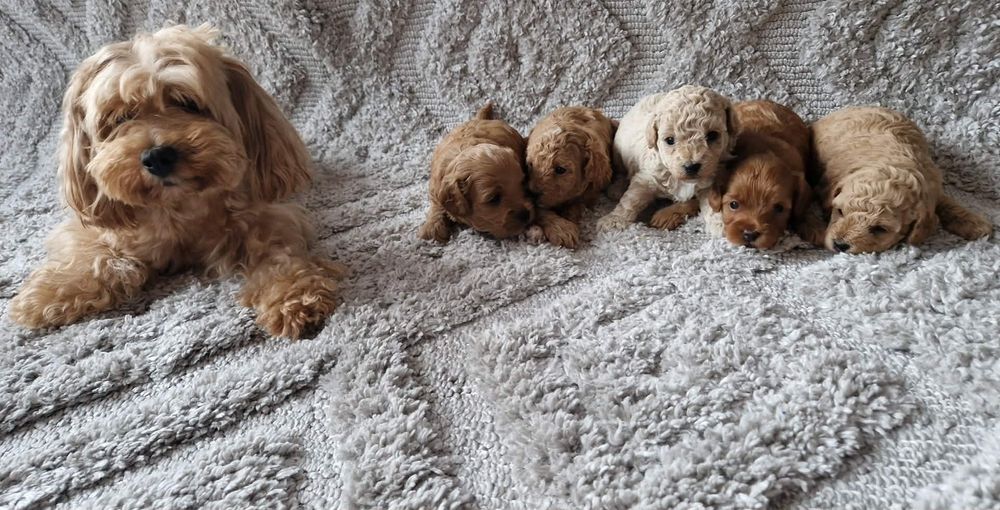 Maltipoo   dziewczynka  XS MINI