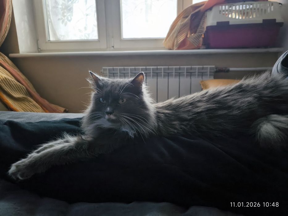 Подарю кошку (домашняя)