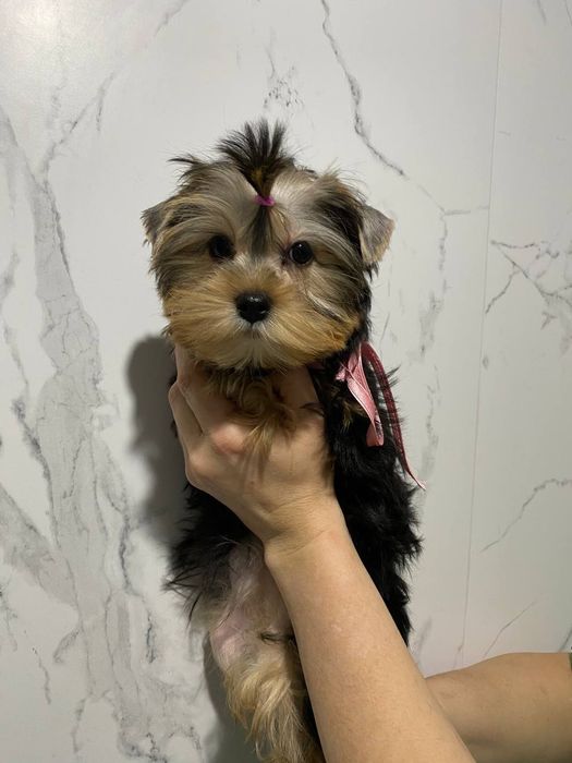 Йорки гарнесенькі