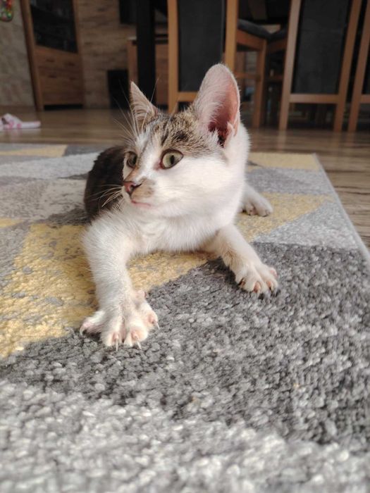 Kociak pilnie szuka domu tymczasowego albo stałego!