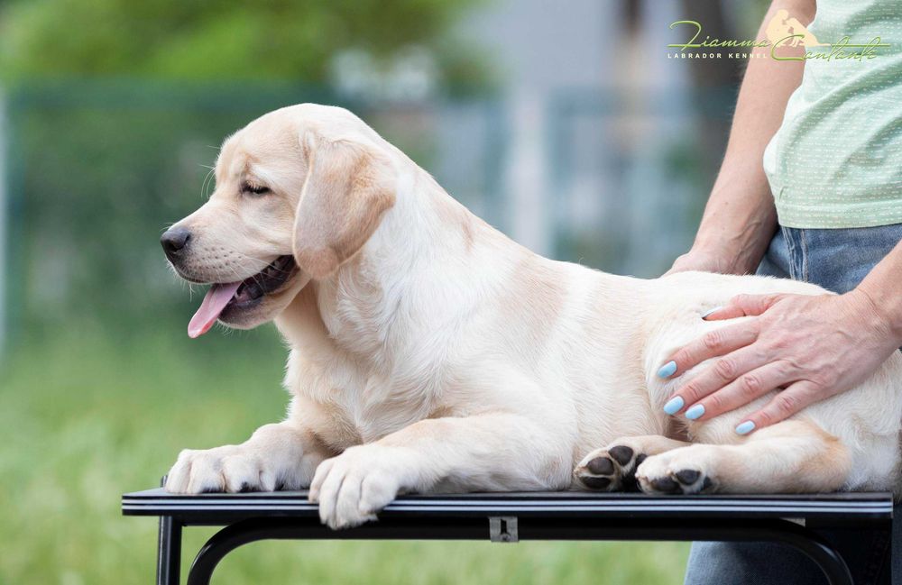 Гарно виховане цуценя лабрадора