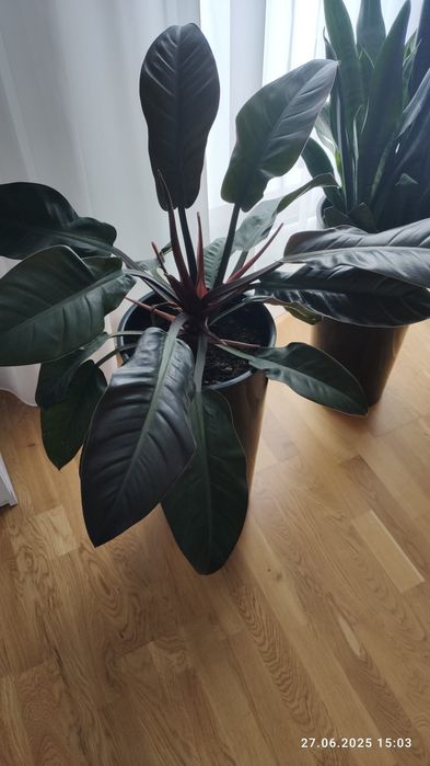 Sansewieria, do odbioru. 200 za sztukę