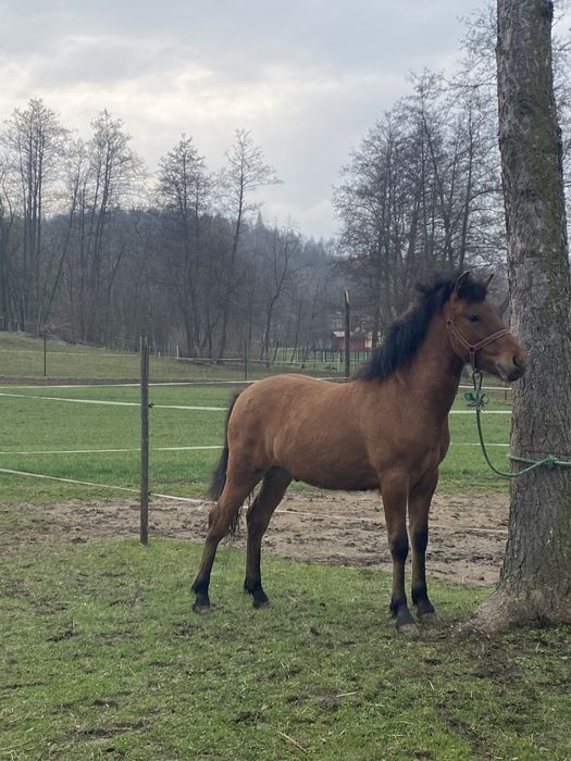 Sprzedam Źrebaka Ogier