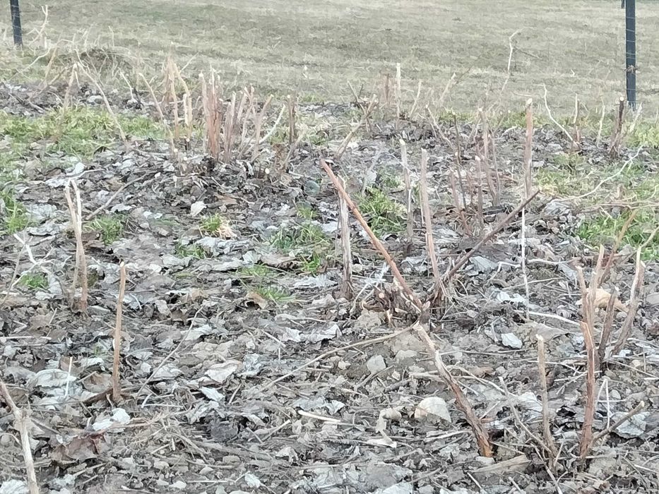Maliny polany i jeżyny ogrodowe sadzonki