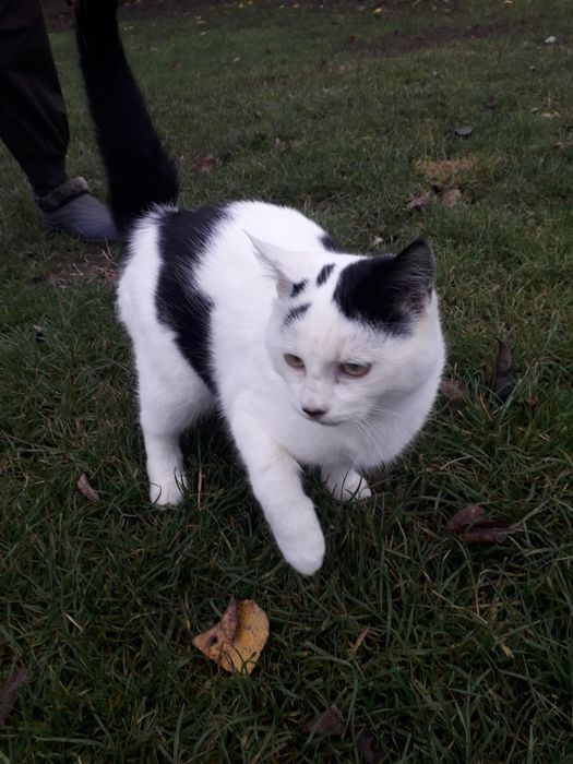 Віддаю в добрі руки