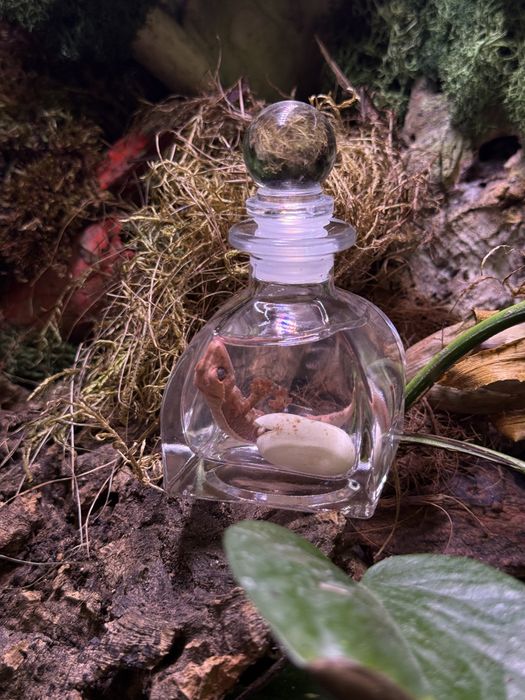 Gekon orzęsiony Lilly White Quad Stripe preparat biologiczny eksponat fiolka