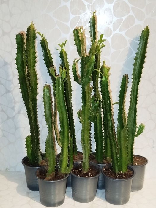 Денежное дерево, Монстера, Алоэ Вера, Эуфорбия, Традесканция, Кактусы