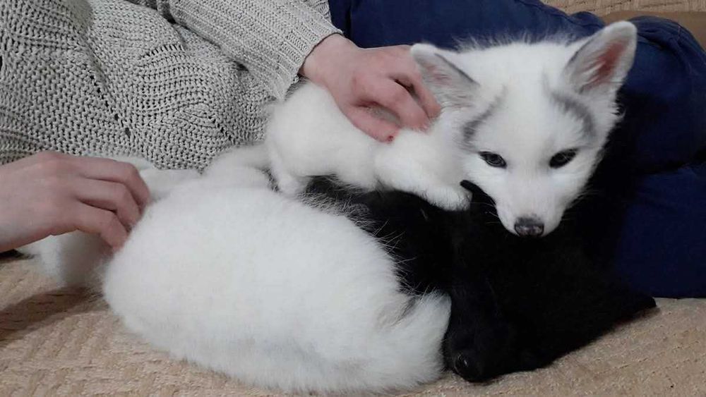 Lis, lisek, liski domowe, lisy hodowlane.  Hodowla Marble Fox, na 2026