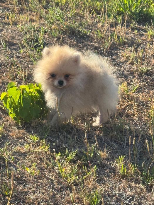 Spitz Alemão Anão MINI com LOP