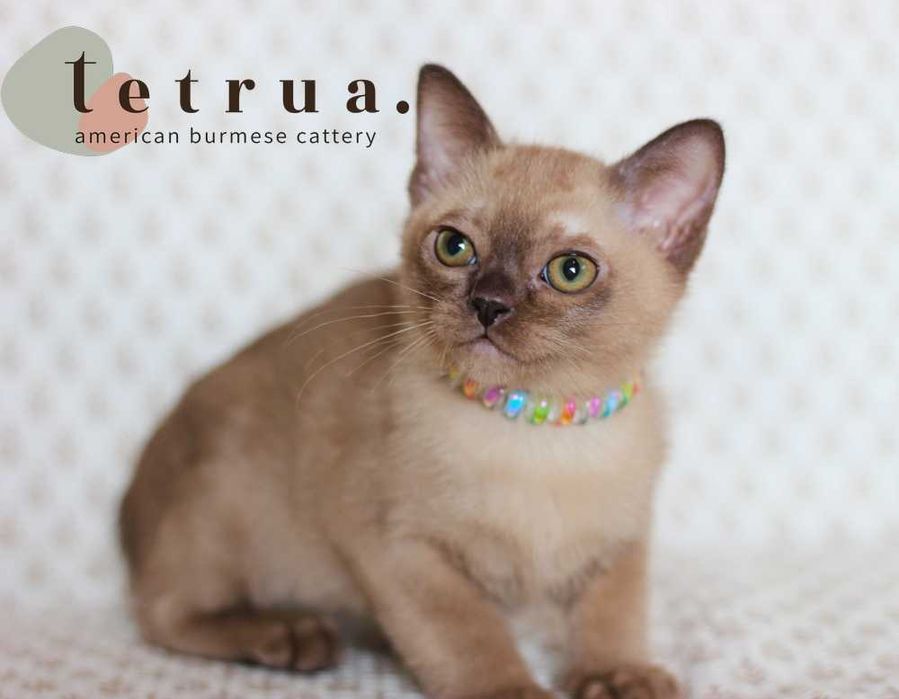 Харизматичная девочка американской бурмы!