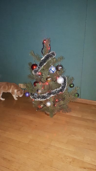 Харків. Перетримка для коттиків.