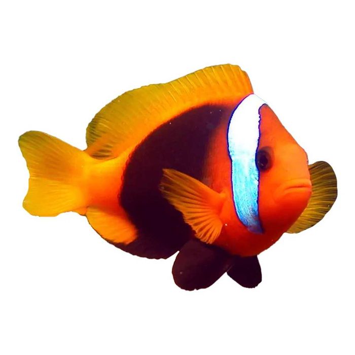Amphiprion melanopus (M) – błazenek ryba morska Kingdom of Corals