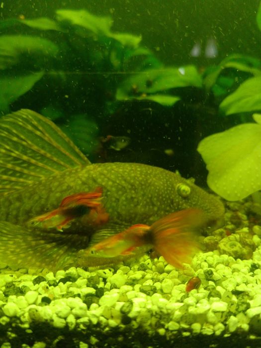 Акваріумні рибки