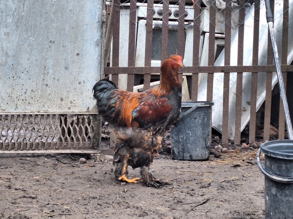 Кури Брама куріпчаста