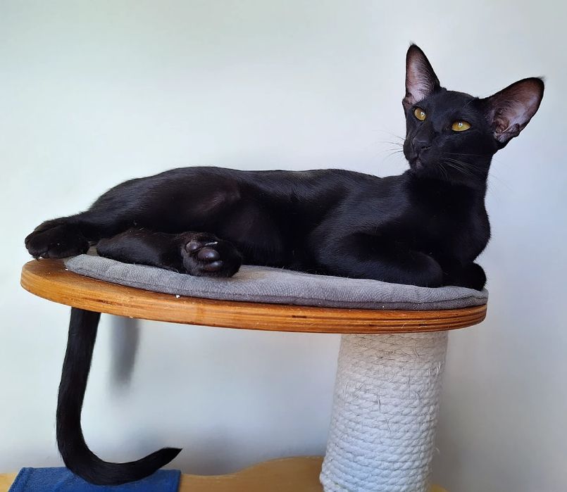 Чёрные ориентальные котята