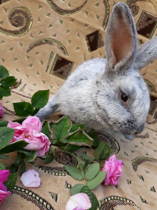 Кролики ВСС.Чернігів.