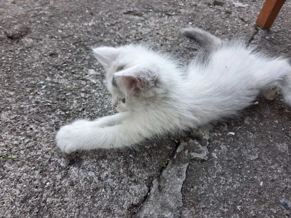 Кошенята в добрі руки