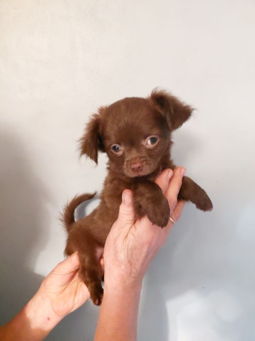 Chihuahua czekoladowy długo włosy piesek