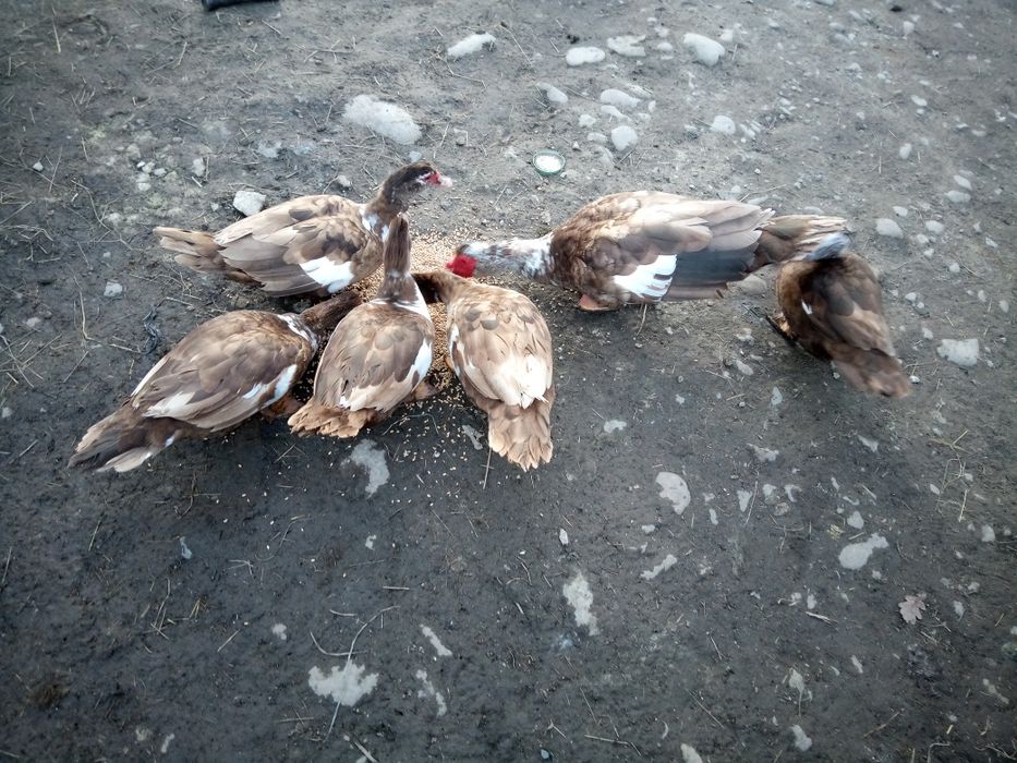 Продам індокачок шипунів