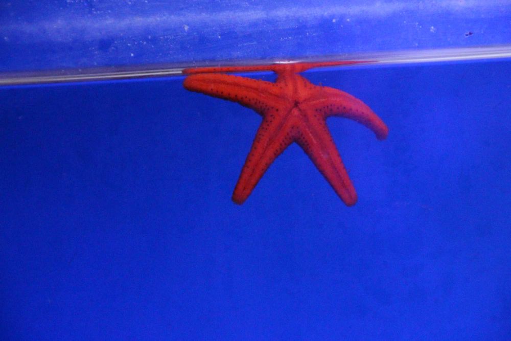 Rozgwiazda czerwona Fromia sp.  Starfish Red. Morskie