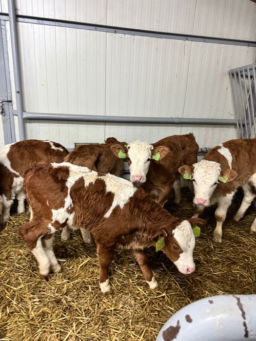 Byczki mięsne I mieszanki duży