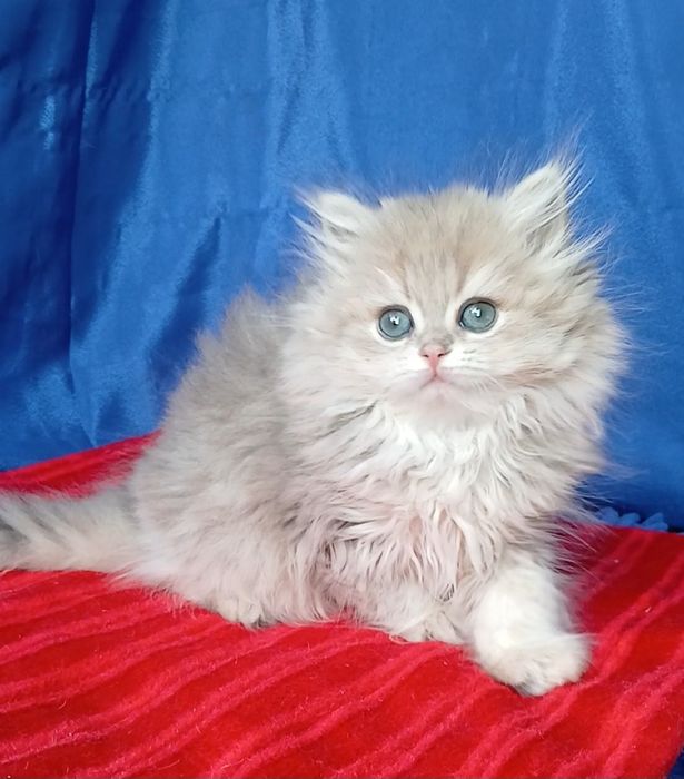 Шиншилла Золотая голубая девочка британская