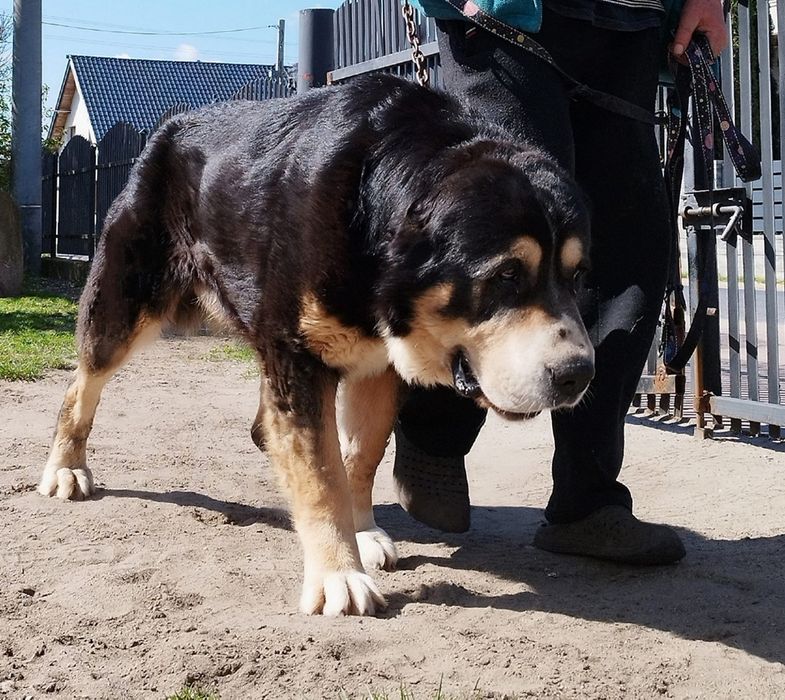 Owczarki Środkowoazjatyckie