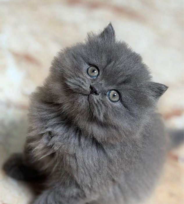Миленькая кошечка