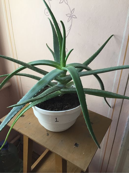 АЛОЭ целебное