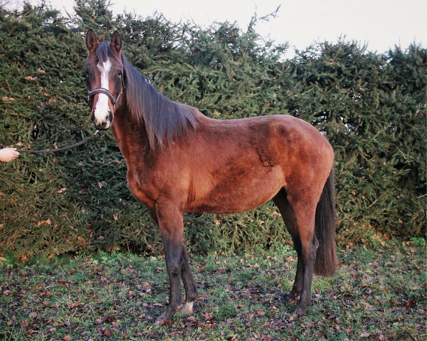 Mloda klacz 3,5 roku