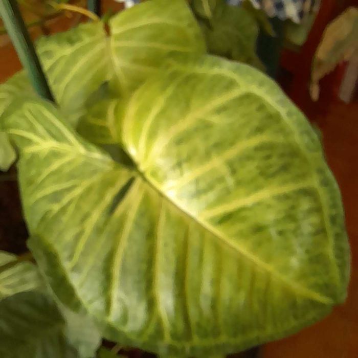 Planta natural cerca de 120 cm