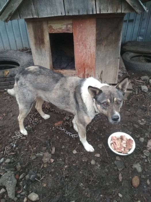 Песик шукає дім та родину