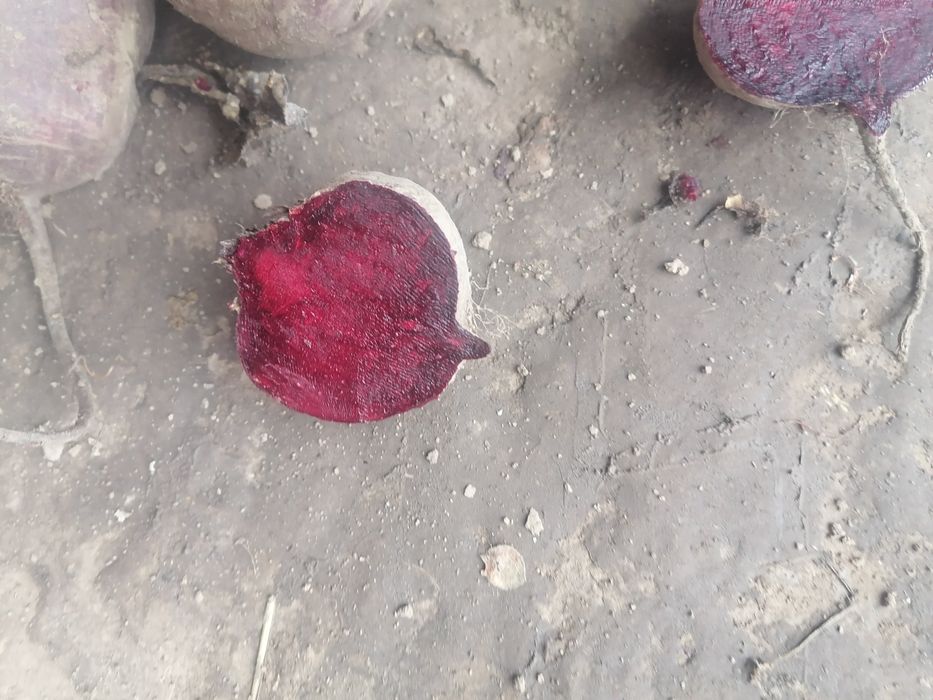 10 kilo marchew 10 kilo burak wysyłka olx