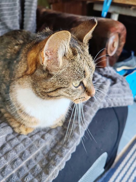 dwie kotki do adopcji