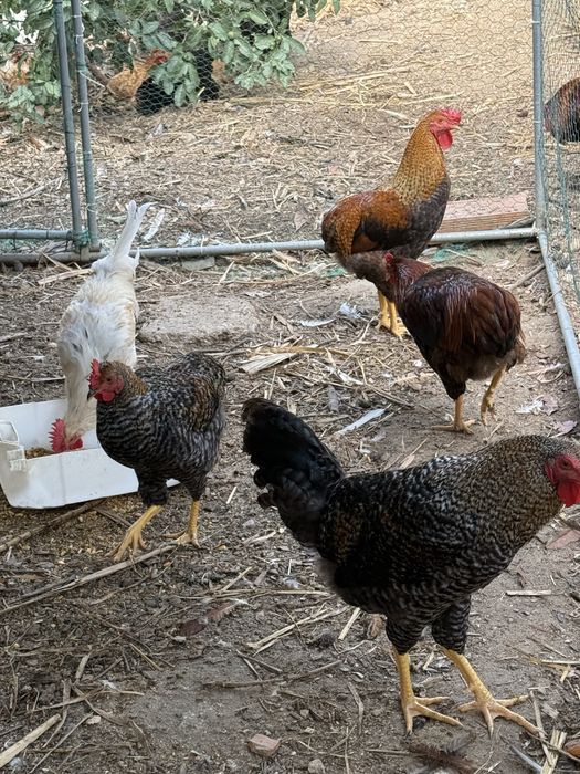 Varios pinto e gallos