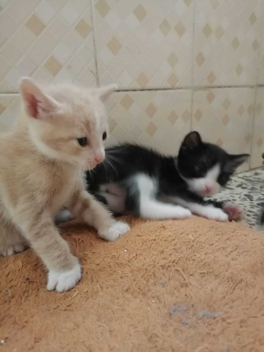 Gatinhos para adoção