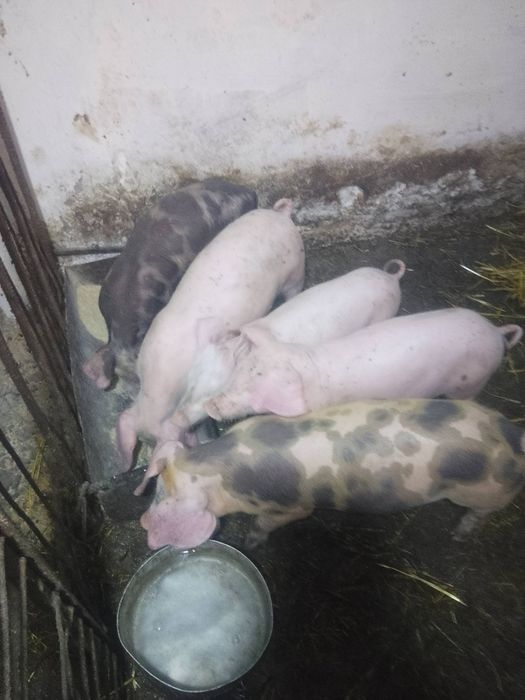 Продам поросята 7 тижнів