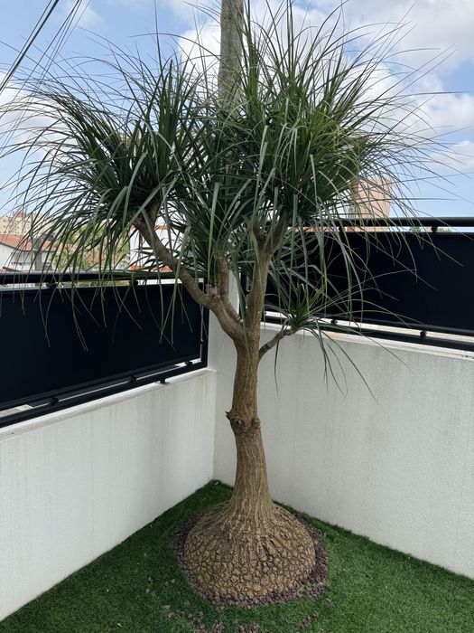 Planta pata de elefante