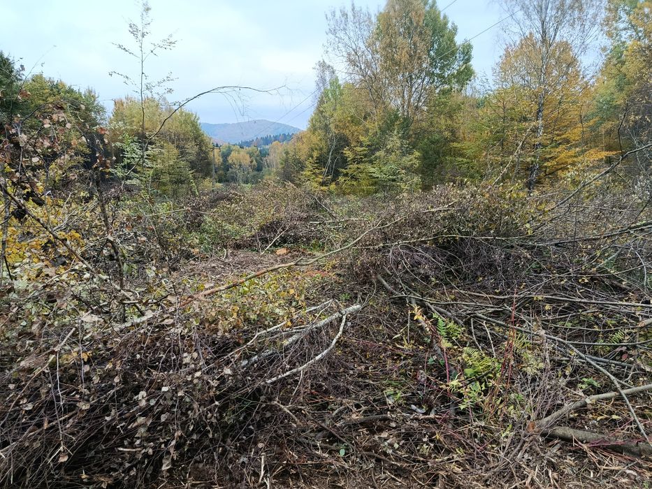 Mulczerowanie / mulczer leśny / wycinka drzew / czyszczenie działek