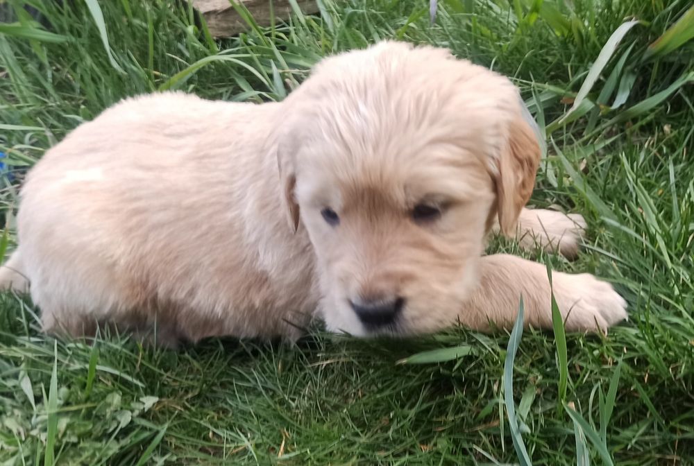 Golden retriever
